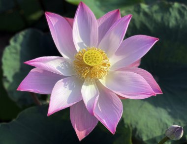 Lotus 'un güzelliği