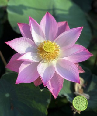 Lotus 'un güzelliği