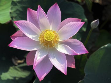 Lotus 'un güzelliği