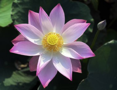 Lotus 'un güzelliği