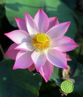 Lotus 'un güzelliği