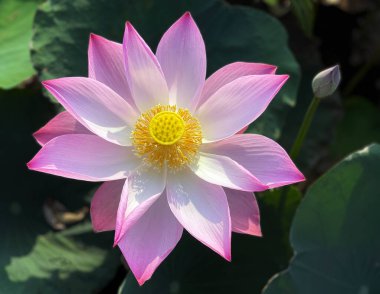 Lotus 'un güzelliği