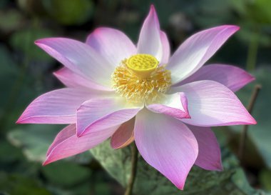 Lotus 'un güzelliği