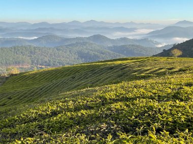 Çay tepesinde sabah güneşi