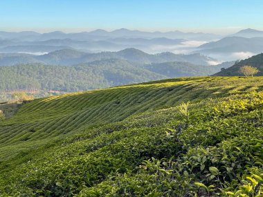 Çay tepesinde sabah güneşi