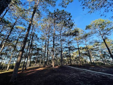 Çam ormanında küçük bir patika Erken güneş ve çiy ile