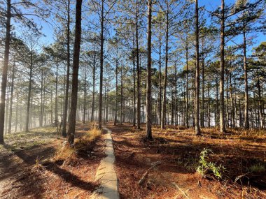 Çam ormanında küçük bir patika Erken güneş ve çiy ile