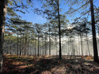 Çam ormanında küçük bir patika Erken güneş ve çiy ile