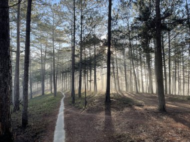 Çam ormanında küçük bir patika Erken güneş ve çiy ile