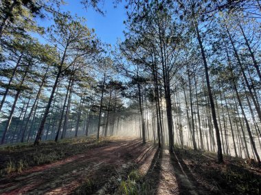 Çam ormanında küçük bir patika Erken güneş ve çiy ile
