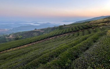 Bulutlu mevsim Da Lat Orman Parkı 'nda başlıyor.
