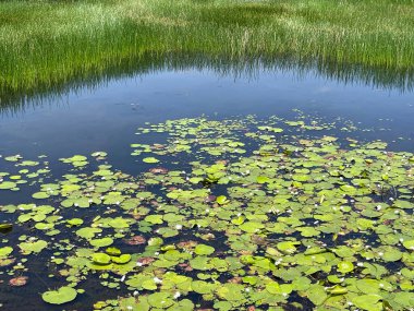 Ormanda güzel bir manzara.