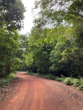 Ormanda güzel bir manzara.