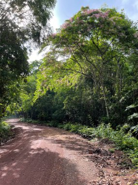 Ormanda güzel bir manzara.