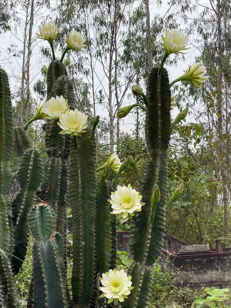 Fleurs Cactus Fleurissent Nuit — Photo