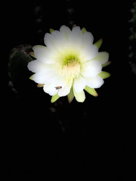 Flores Cacto Florescem Noite — Fotografia de Stock