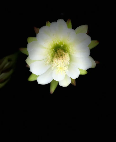 Flores Cacto Florescem Noite — Fotografia de Stock