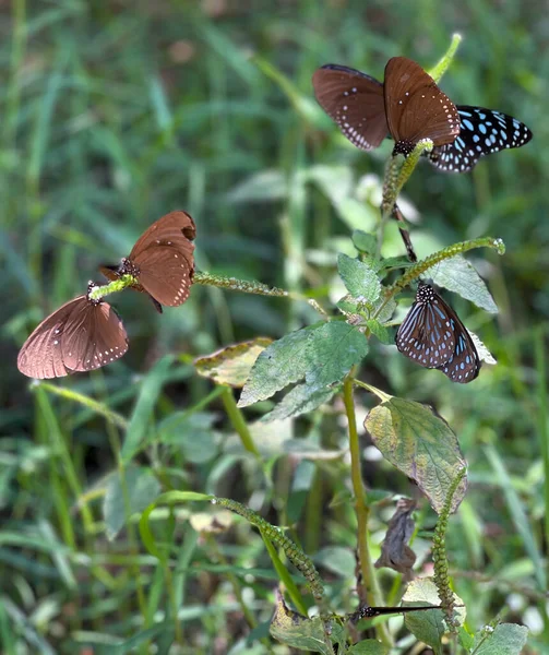 Сезон Метеликів Лісу — стокове фото