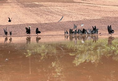 Maya ormanlarının kelebek mevsimi