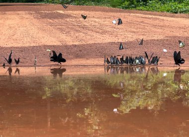 Maya ormanlarının kelebek mevsimi