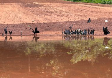 Maya ormanlarının kelebek mevsimi