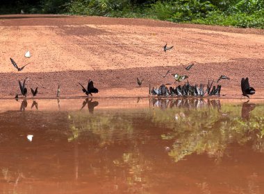 Maya ormanlarının kelebek mevsimi
