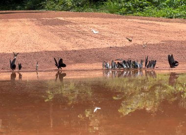 Maya ormanlarının kelebek mevsimi