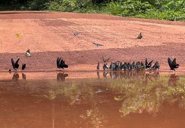 Maya ormanlarının kelebek mevsimi