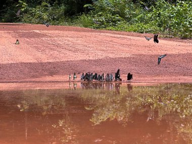 Maya ormanlarının kelebek mevsimi