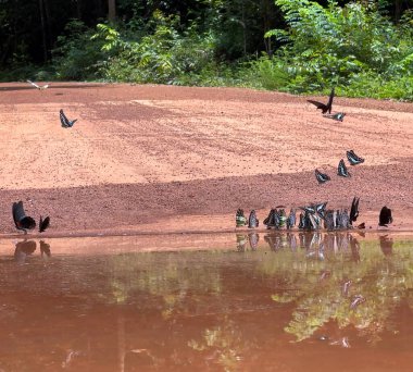 Maya ormanlarının kelebek mevsimi