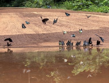 Maya ormanlarının kelebek mevsimi
