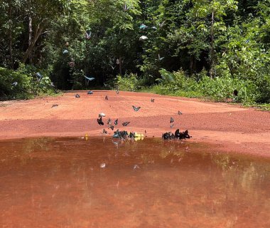 Maya ormanlarının kelebek mevsimi