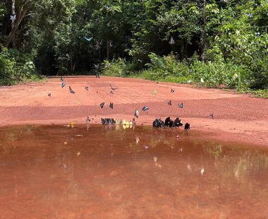 Maya ormanlarının kelebek mevsimi