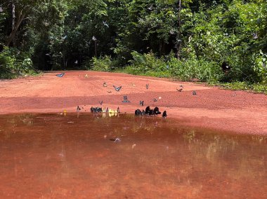 Maya ormanlarının kelebek mevsimi