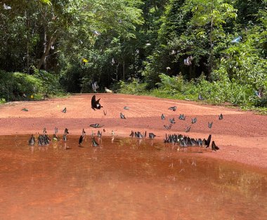 Maya ormanlarının kelebek mevsimi