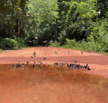Maya ormanlarının kelebek mevsimi