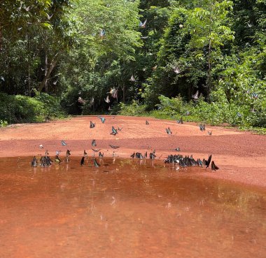 Maya ormanlarının kelebek mevsimi