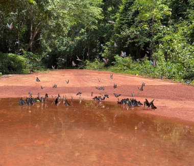 Maya ormanlarının kelebek mevsimi