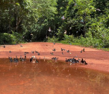 Maya ormanlarının kelebek mevsimi