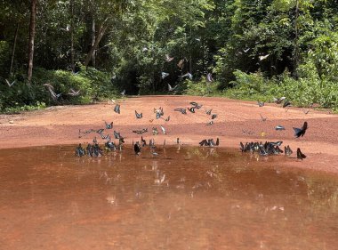 Maya ormanlarının kelebek mevsimi