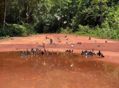 Maya ormanlarının kelebek mevsimi