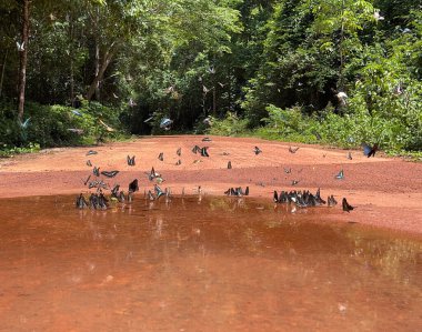 Maya ormanlarının kelebek mevsimi