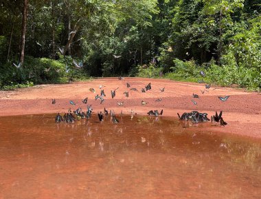 Maya ormanlarının kelebek mevsimi