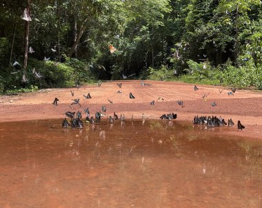 Maya ormanlarının kelebek mevsimi