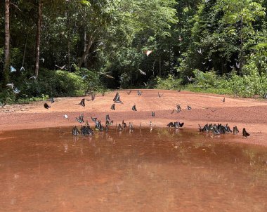 Maya ormanlarının kelebek mevsimi