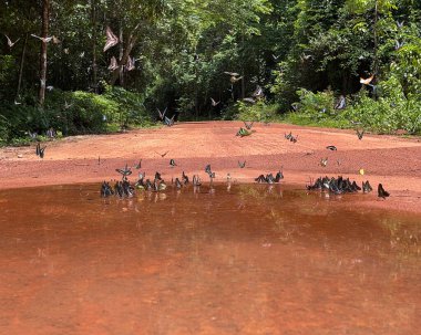 Maya ormanlarının kelebek mevsimi