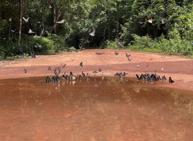 Maya ormanlarının kelebek mevsimi