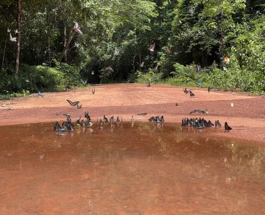 Maya ormanlarının kelebek mevsimi