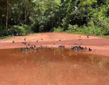 Maya ormanlarının kelebek mevsimi