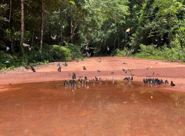 Maya ormanlarının kelebek mevsimi